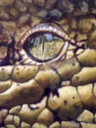Andrea Whitin, "Crocodile eye", Acrylic on Paper
