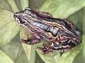 Andrea Whitin, "Frog", Acrylic on Paper